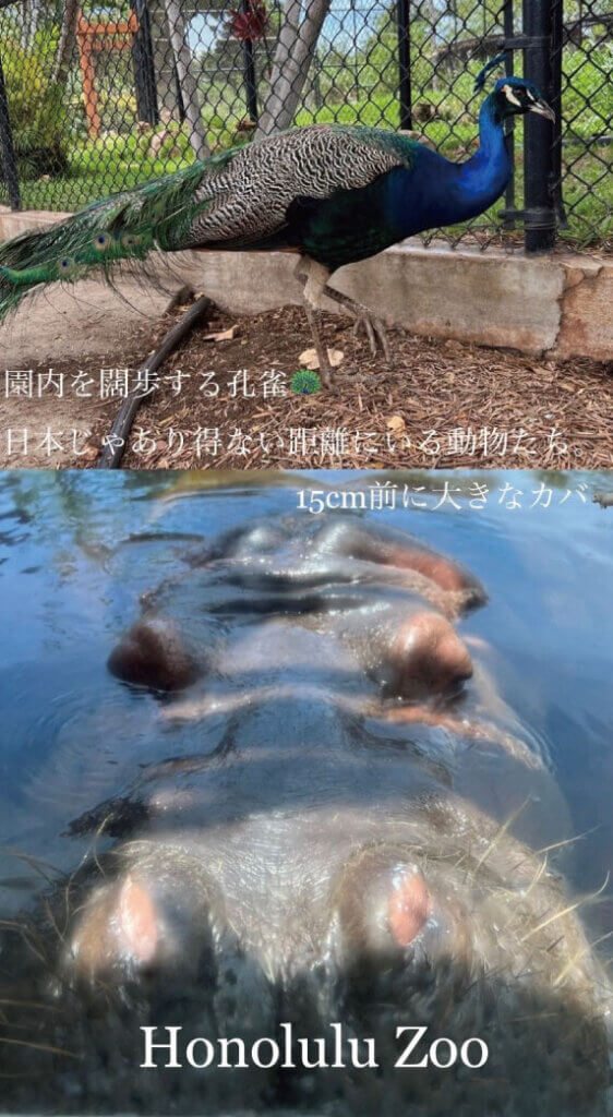 ホノルル動物園 クジャクとカバ